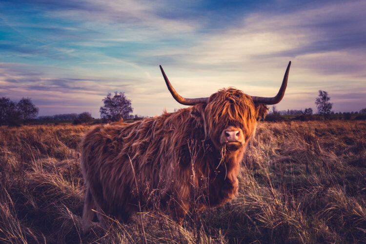 Highland Cattle Winter Grazing